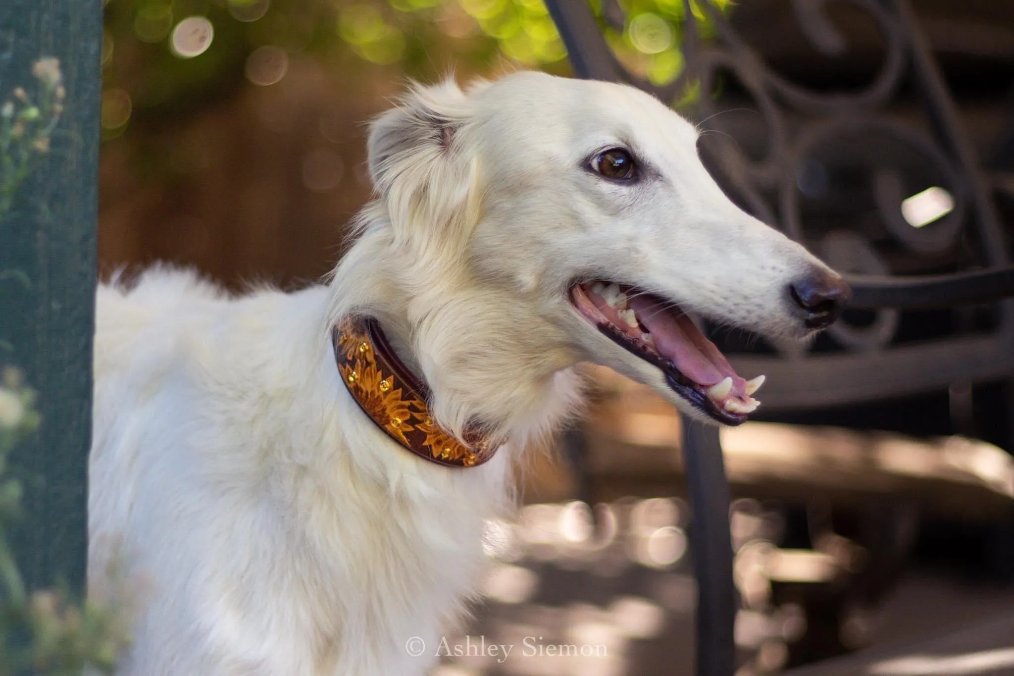 Sunflower Dog Collar